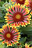 GAILLARDIA FANFARE