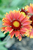 GAILLARDIA MANDARIN