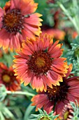 GAILLARDIA TOKAJER