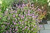 GOMPHRENA GLOBOSA,  GLOBE AMARANTH