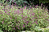 GOMPHRENA GLOBOSA,  GLOBE AMARANTH