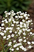 GYPSOPHILA FESTIVAL STAR