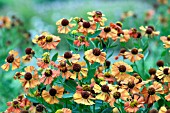 HELENIUM INDIAN SUMMER