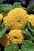 HELIANTHUS ANNUUS TEDDY BEAR,  SUNFLOWER