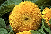 HELIANTHUS ANNUUS TEDDY BEAR