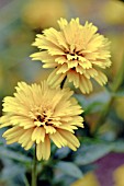 HELIOPSIS HELIANTHOIDES ASAHI
