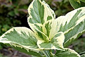 HYDRANGEA MACROPHYLLA LEMON WAVE