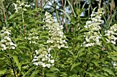 HYDRANGEA PANICULATA