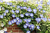 IPOMOEA TRICOLOR,  MORNING GLORY