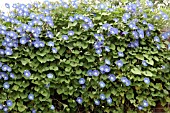 IPOMOEA TRICOLOR,  MORNING GLORY ON WALL