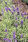 LAVANDULA ANGUSTIFOLIA LAVANCE