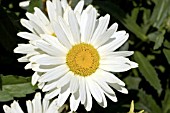 LEUCANTHEMUM SUPERBUM BROADWAY LIGHTS,  SHASTA DAISY