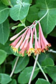 LONICERA SEMPERVIRENS BLANCHE SANDMAN,  HONEYSUCKLE