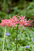 LYCORIS RADIATA,  RED SPIDER LILY