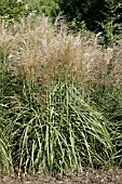 MISCANTHUS SINENSIS MALEPARTUS