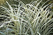 MISCANTHUS SINENSIS RIGOLETTO