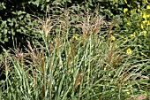 MISCANTHUS SINENSIS STRICTUS