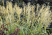 MISCANTHUS SINENSIS MORNING LIGHT