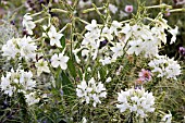 NICOTIANA ALATA AND CLEOME HASSLERIANA WHITE