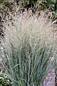 PANICUM VIRGATUM HEAVY METAL