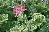 PELARGONIUM FILBERT SCENTED GERANIUM