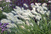 PENNISETUM VILLOSUM MASS OF SEEDHEADS