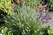 PENNISETUM ALOPECUROIDES LITTLE BUNNY