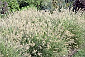 PENNISETUM ALOPECUROIDES HAMELN