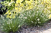 PENNISETUM ALOPECUROIDES LITTLE BUNNY