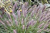 PENNISETUM ALOPECUROIDES RED HEAD