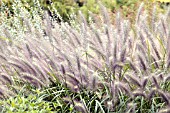 PENNISETUM ALOPECUROIDES MOUDRY