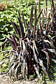 PENNISETUM GLAUCUM PURPLE BARON