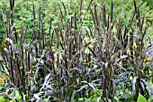 PENNISETUM GLAUCUM PURPLE MAJESTY MILLET