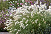 PENNISETUM VILLOSUM