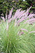 PENNISETUM SETACEUM