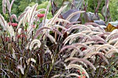 PENNISETUM SETACEUM RUBRUM