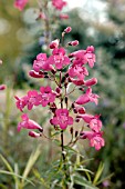 PENSTEMON GARNET