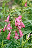 PENSTEMON LILLIPUT ROSE