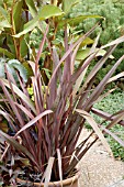 PHORMIUM TENAX SHIRAZ IN CONTAINER