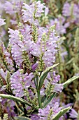 PHYSOSTEGIA VIRGINIANA VARIEGATA