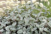 PLECTRANTHUS ARGENTEUS SILVER SHIELD