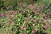 PERSICARIA ORIENTALE KISS ME OVER THE GARDEN GATE,  POLYGONUM