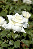 ROSA CAROLINE DE MONACO