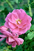 ROSA FRONTENAC