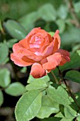 ROSA MILESTONE
