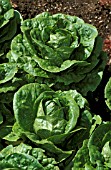 COS LETTUCE WINTER DENSITY (LACTUCA SATIVA)