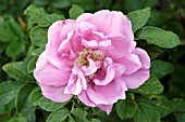 ROSA RUGOSA YANKEE LADY