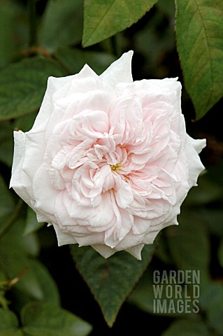 ROSA_SOUVENIR_DE_LA_MALMAISON