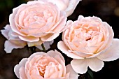 ROSA TAMORA