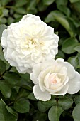 ROSA WHITE MEIDILAND